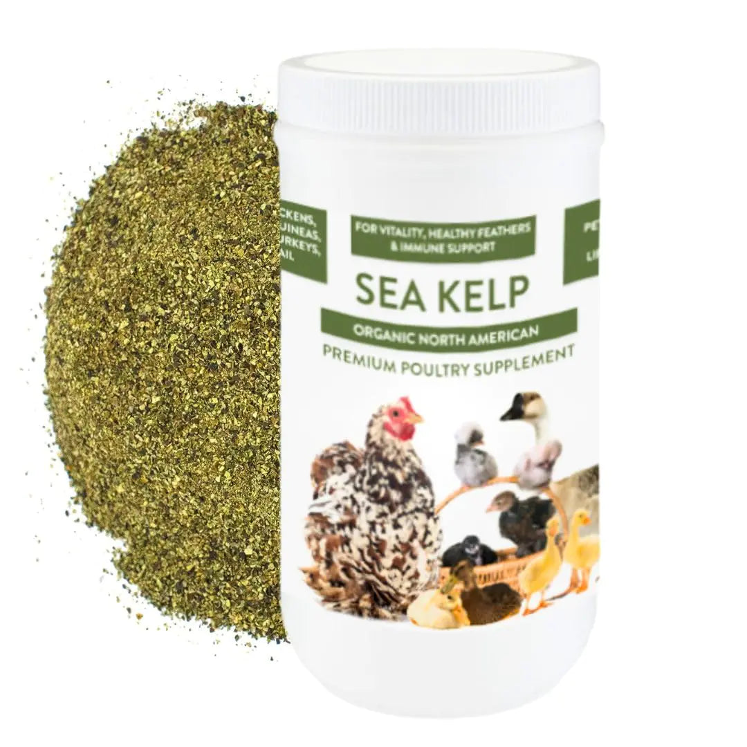 Pampered Poultry Organic Kelp Meal - Enhanced Feather & Egg Fortifier