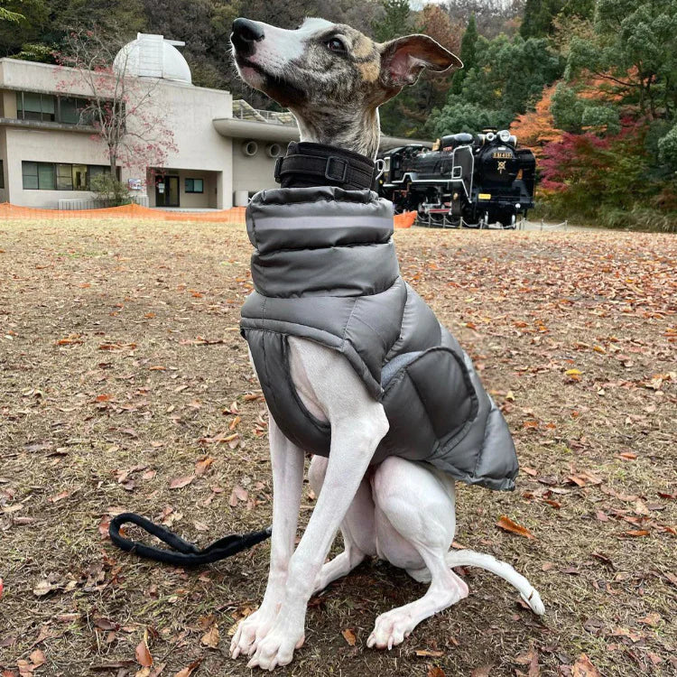 Fashionable Canine Thermal Jacket