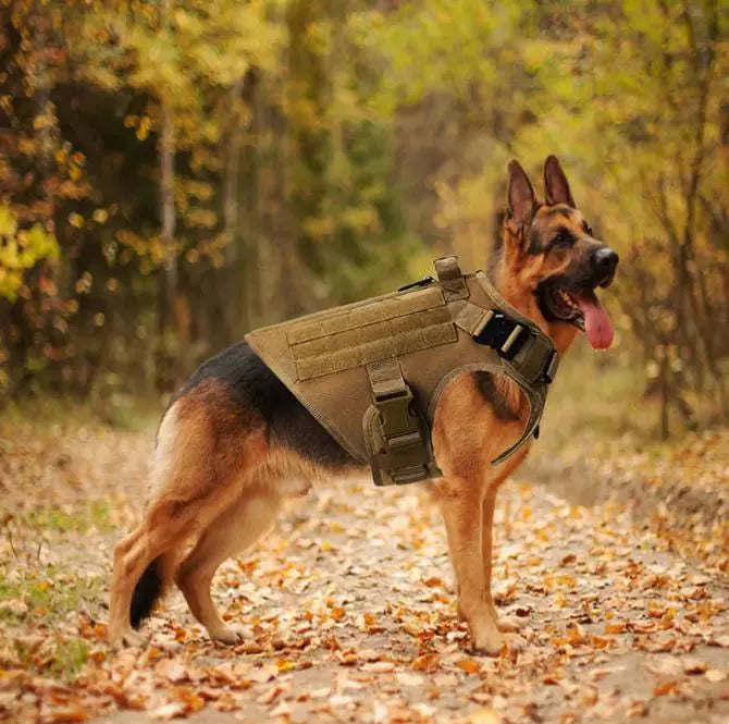 Adventure-Ready Canine Tactical Vest