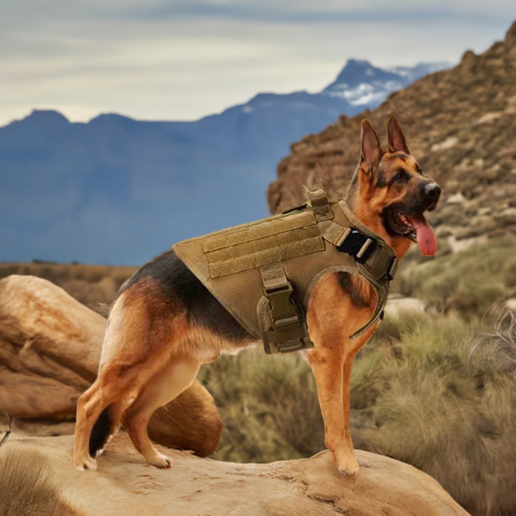 Adventure-Ready Canine Tactical Vest