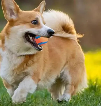 Fetch Fun Floating Rubber Play Ball