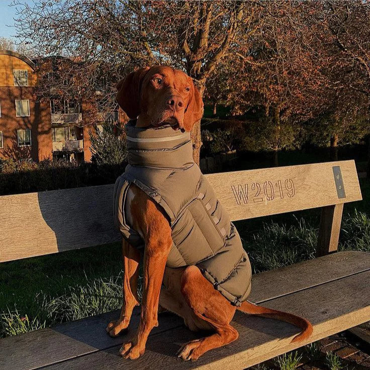 Fashionable Canine Thermal Jacket